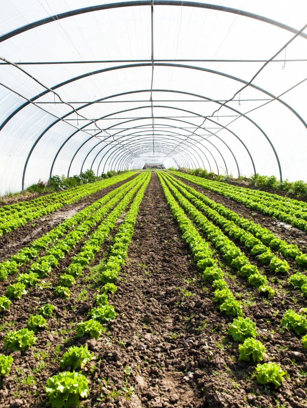 Greenhouse rows